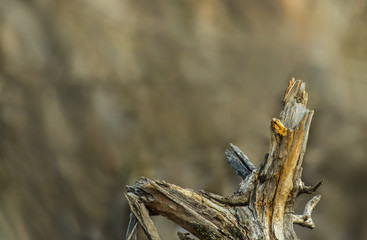 Primer plano de la punta del tronco de un viejo árbol seco con forma de horqueta, sobre un fondo desenfocado con tonos marrones, grises, amarillos, verdes.
Resalta en la foto la textura del tronco.