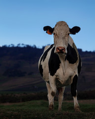Vaca lechera en la pradera mirando atenta