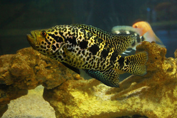 fish swim