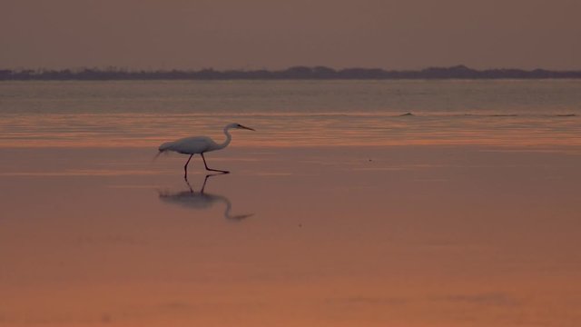 Great egret hunting for fish at sunset on the ocean