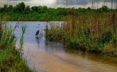 blue heron fishing