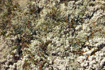 Texture of lush mountain moss