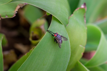 fly