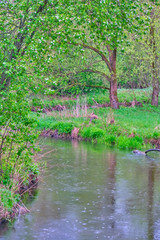 Obraz premium forest stream flowing general plan color