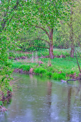 Obraz premium forest stream flowing general plan color