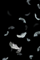 Group of light fluffy white feathers floating in the dark. black background, feather abstract background