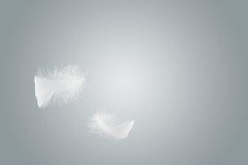 Light fluffy white feather floating in the air. soft feather abstract background