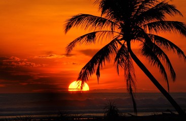 Fototapeta na wymiar Silhouette Coconut Palm Trees Against Orange Sky During Sunset