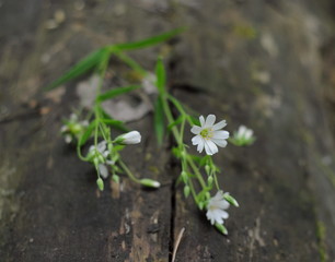 Small white forest flowers lie on an old log on a cloudy morning.