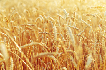 Ears of wheat field. Rural field landscape. Picturesque scenery. Rich harvest concept. Selective focus.
