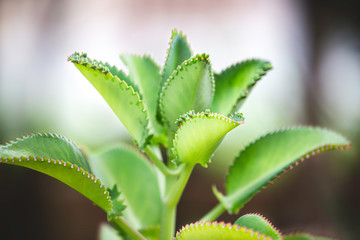 Planta verde com lindos detalhes.
