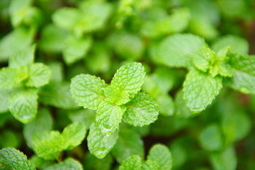 Peppermint leaf in the garden background - Fresh mint leaves in a nature green herbs or vegetables food