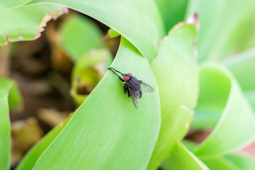 fly