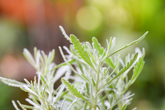 Lavender Leaf In The Garden Field - Lavender Goodwin Creek For Herb