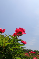 모란꽃이 보이는 아름다운 풍경