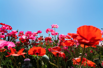 A clear blue sky and a field of poppies