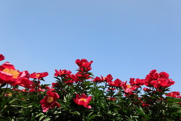 모란꽃이 보이는 아름다운 풍경