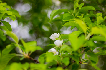 White Flowers Blooming on a Tree