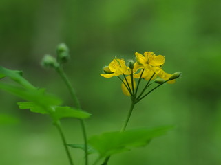 Celandine flowers ( Chelidonium) on a cloudy spring morning. Moscow region. Russia.