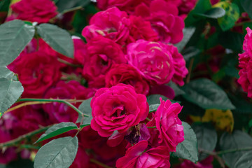 A Rose Bush