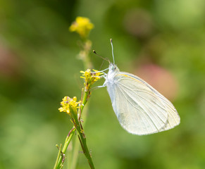 Close-up of a white butterfly