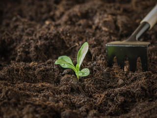Rake near a young plant in fertile soil.