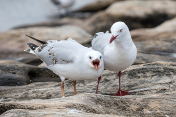 Adult Silver Gull with chick begging for food