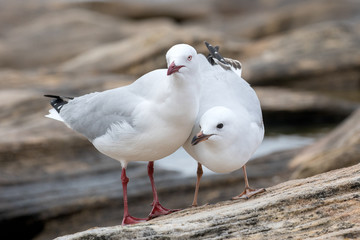 Silver Gull with chick begging for food