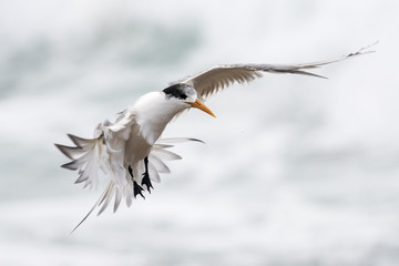 Crested Tern in flight
