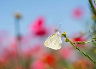Close-up of a white butterfly