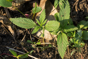 Small green sprout marijuana medicinal