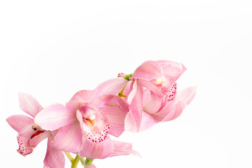 Fototapeta na wymiar Beautiful pink orchid bloom close up