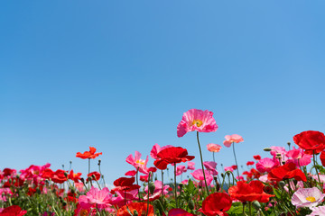 Fototapeta na wymiar A clear blue sky and a field of poppies
