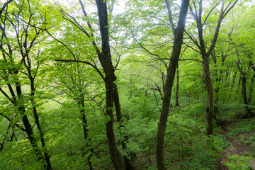 Beautiful Forest in Late May