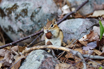 Chipmunk in a forest in Ontario, Canada. 