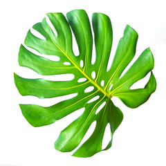 Monstera leaf isolated on white background with clipping path. Summer background concept.