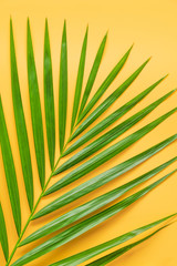 Palm leaf isolated on orange background. Summer background concept.