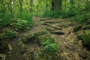 Naklejka na ściany i meble Dirt Path in the Forest