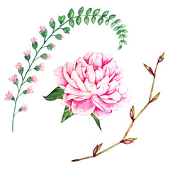 watercolor pink peony with leaves and field branches