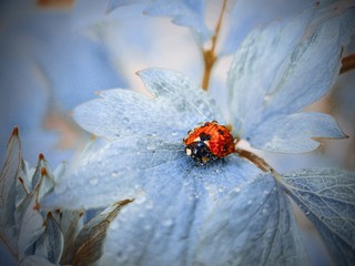 ladybird on a flower