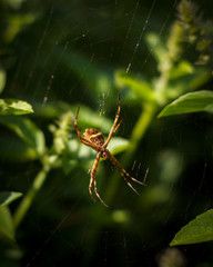 Aranha-de-Prata de jardim