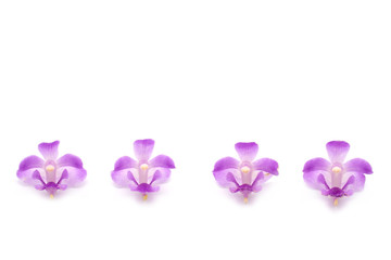 Fototapeta na wymiar Fragrance wild orchid isolated on white background.