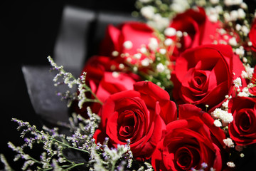 Romance  Red Rose Blooming Flower for Valentine Lover 