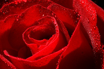 Romance  Red Rose Blooming Flower for Valentine Lover 