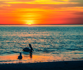 sunset over the ocean, sea, sun, water, beach, pelican, seagull, silhouette, sun, summer, Siesta Key, Florida