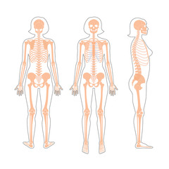 Woman skeleton anatomy