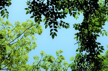 緑いっぱいの五月　