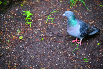 Pigeon on a ground or pavement in a city. Pigeon standing. Dove or pigeon on blurry background. Pigeon concept photo. color