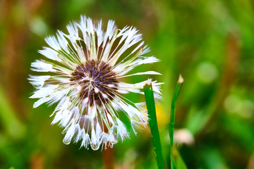 close-up of a wet dandelion flower on green grass background after rain. color