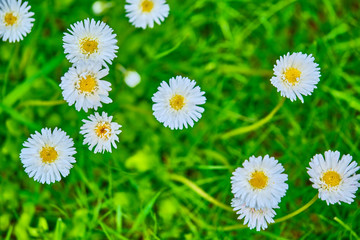 wildflowers on green grass, blurred background. View from above color